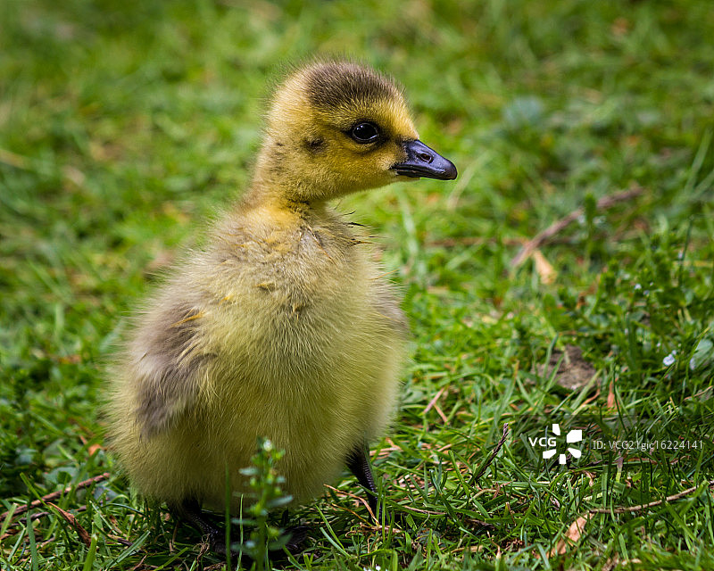 高斯林图片素材