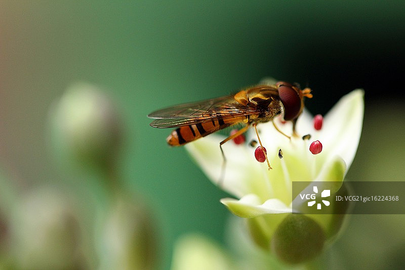 一只马蝇停在繁缕花上图片素材