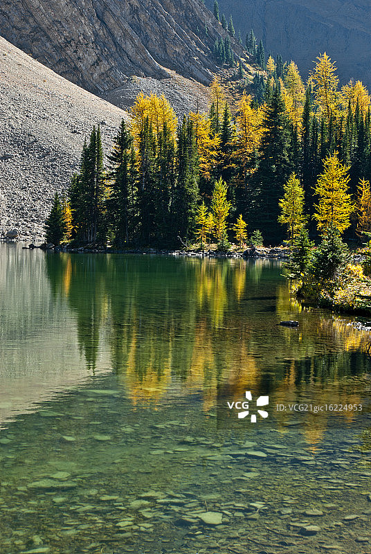 秋色中的落叶松图片素材