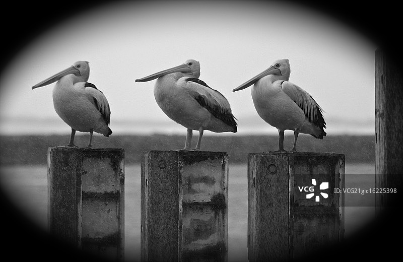 主角是三只聪明的鸟图片素材