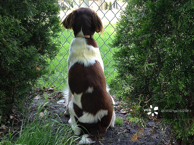 观鸟者图片素材