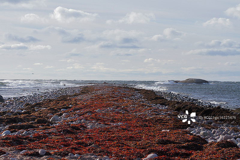 红色海藻图片素材