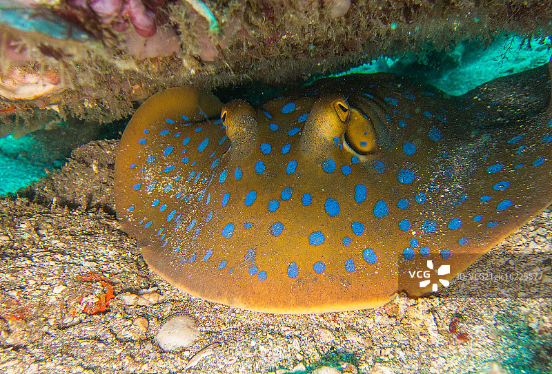 蓝斑魟图片素材