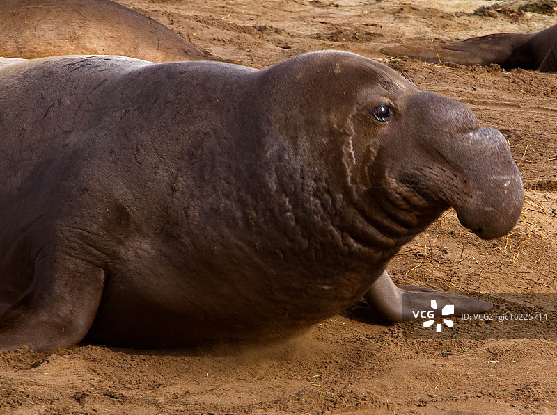 象海豹图片素材