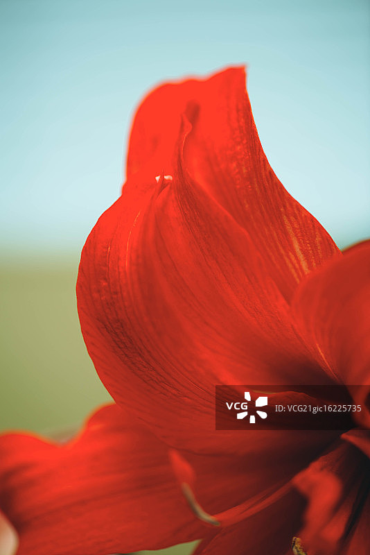 红色重瓣孤挺花图片素材