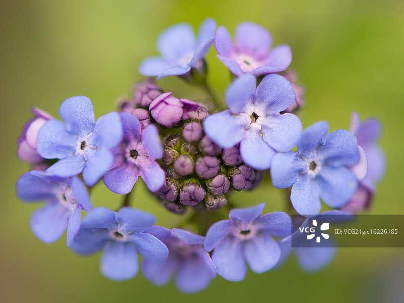 蓝色小花图片素材