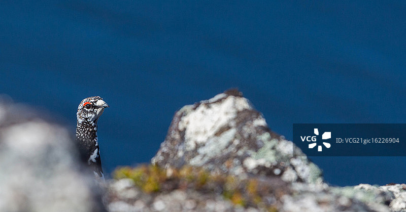 挪威的雷鸟图片素材