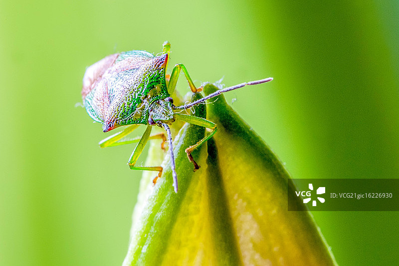 山楂盾椿象图片素材