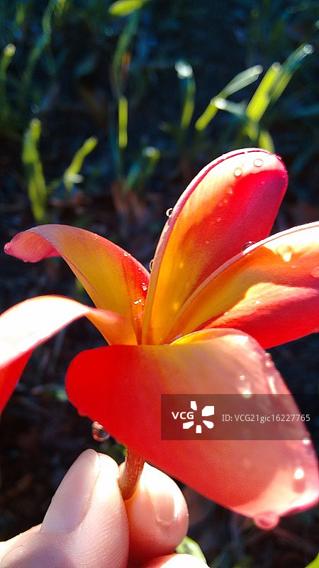 Raquel Sgarbi照片图片素材