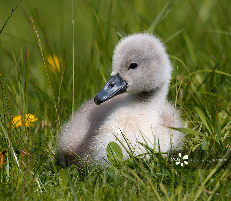 丑小鸭的故事图片素材