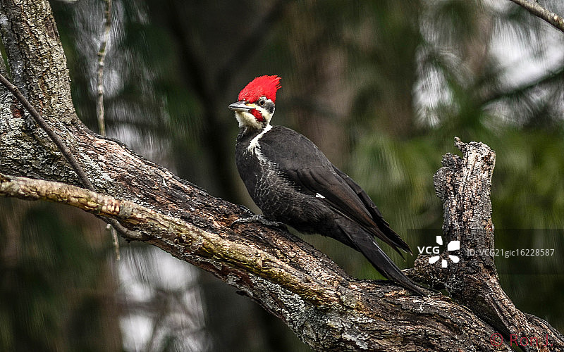 Pileated啄木鸟图片素材