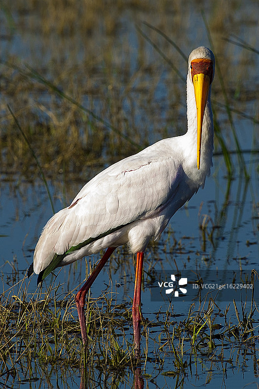 黄嘴鹳图片素材