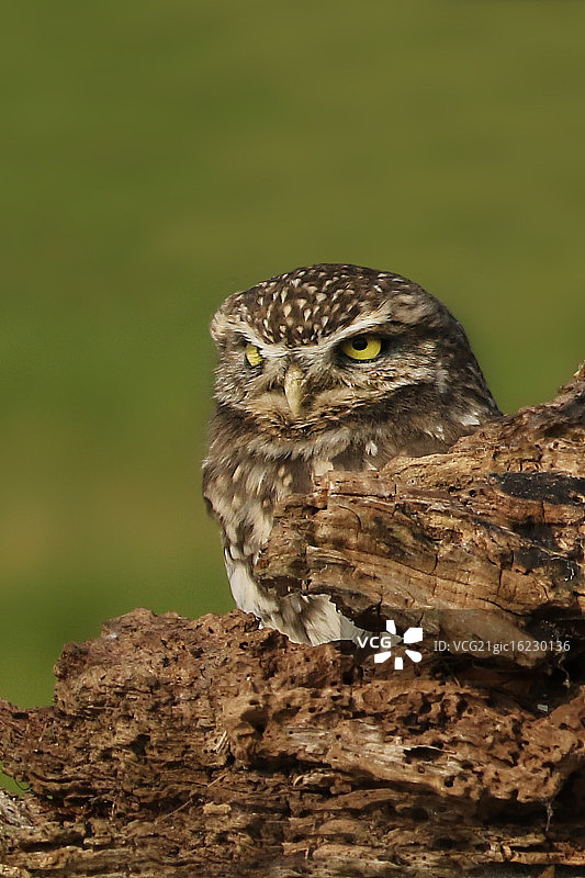 小猫头鹰图片素材