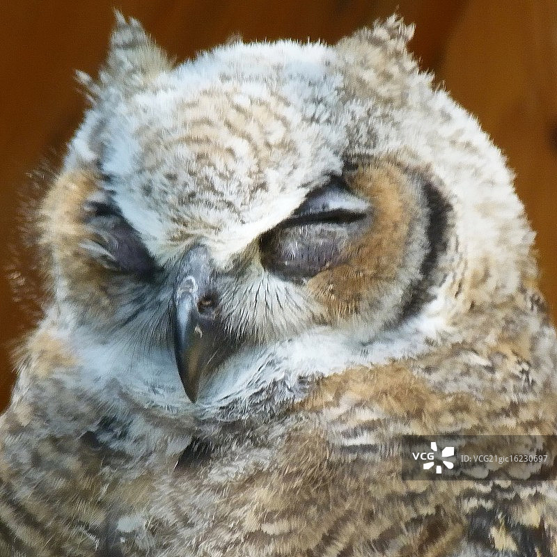 大角鸮图片素材