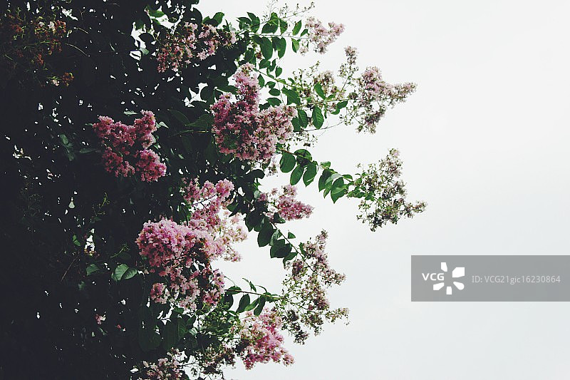 华盛顿特区杜邦环岛的开花树图片素材