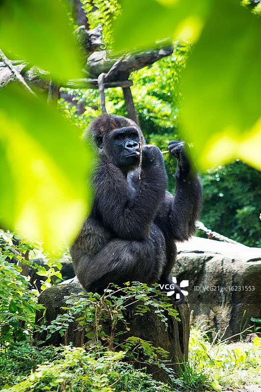 点心时间图片素材