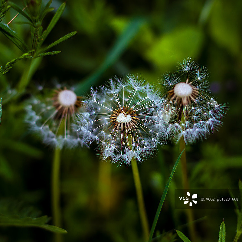 温克沃思植物园图片素材