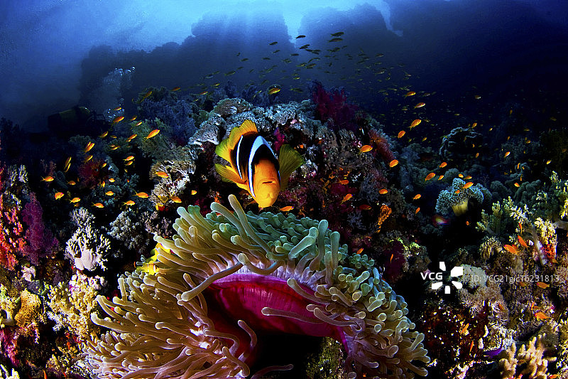 小丑鱼图片素材