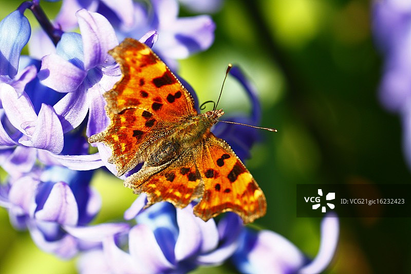 在风信子上的标点蝴蝶图片素材