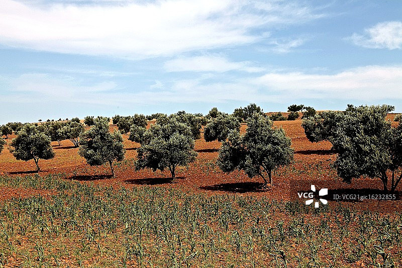 摩洛哥坚果树图片素材