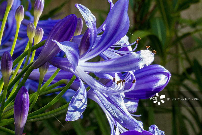 爱情花盛开图片素材