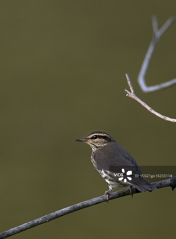 幼年红翅黑鹂图片素材