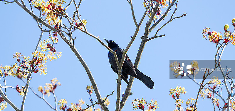 常见的白头翁之类图片素材