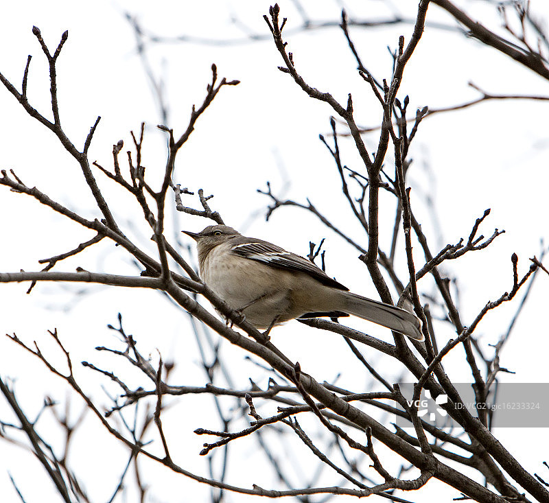 北部只知更鸟》图片素材