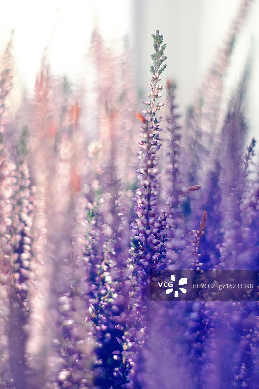 紫色石楠花图片素材