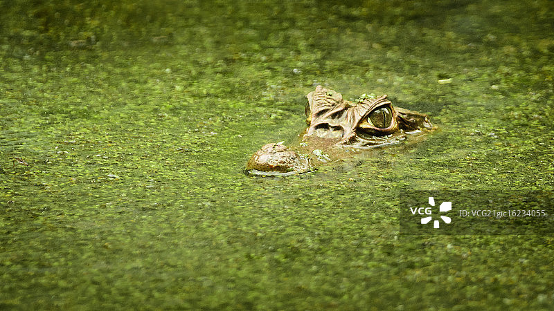 眼镜凯门鳄图片素材