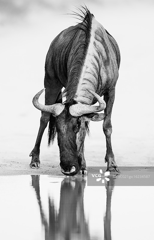 单色蓝角马图片素材