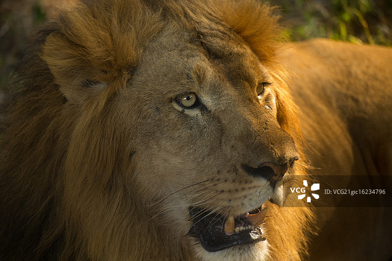 亚洲狮图片素材