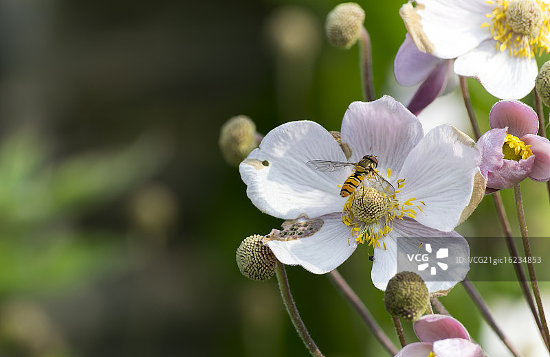 花中的食蚜蝇图片素材