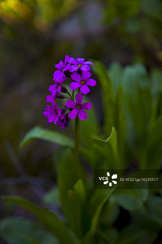 黄昏时的帕里报春花图片素材