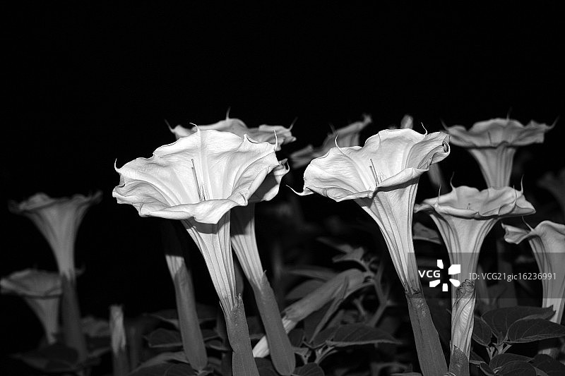 夜间月季花图片素材