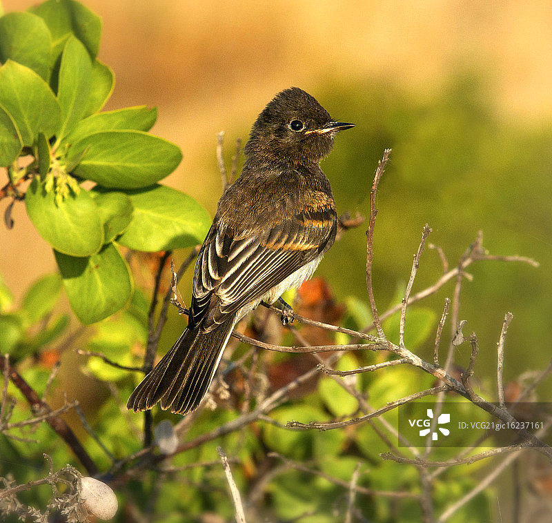 捕蝇草图片素材