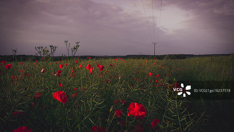领域的罂粟花图片素材