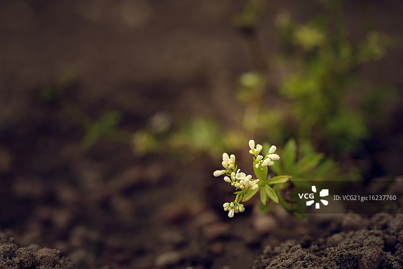 开始绽放的香车叶草图片素材