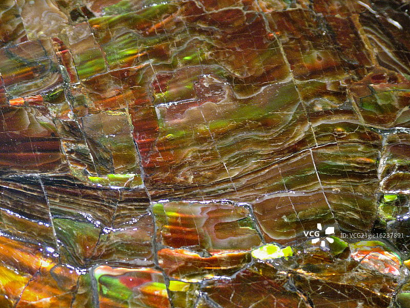 巨型菊石的细节图片素材