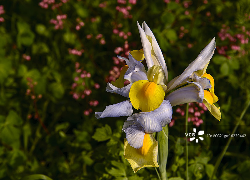 野生黄菖蒲图片素材