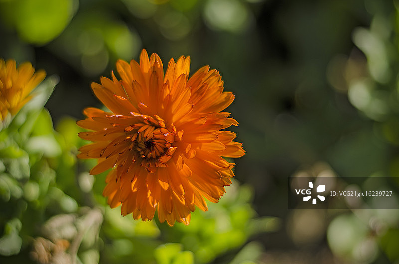 橙色百日草图片素材