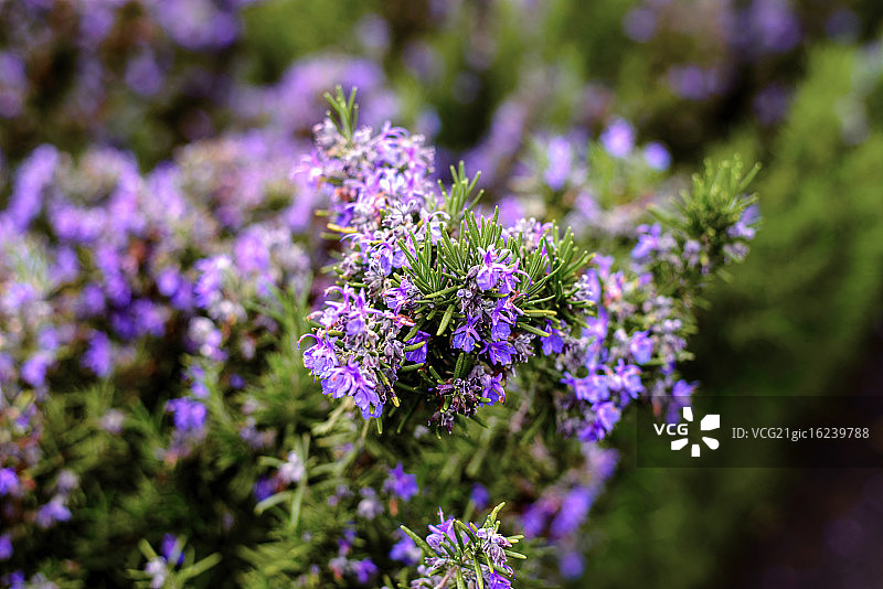 迷迭香花图片素材