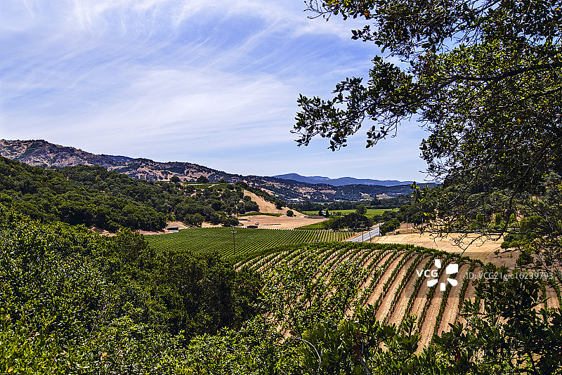 纳帕谷郁郁葱葱的葡萄园图片素材