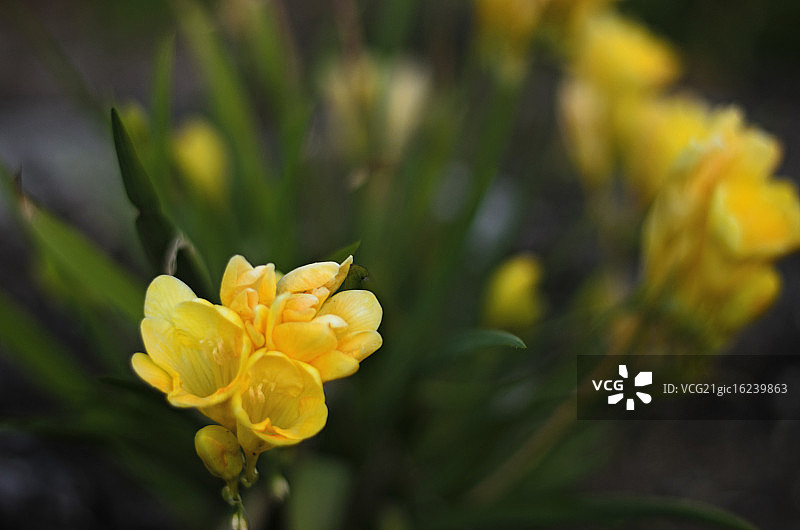 黄色小苍兰图片素材