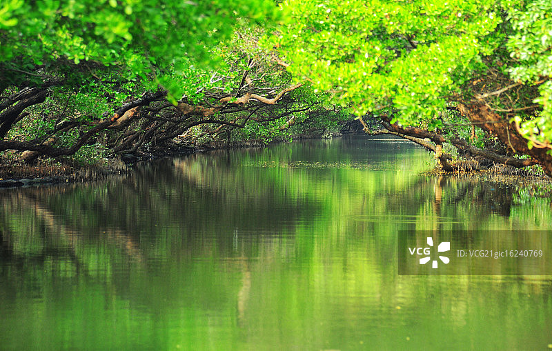 红树林倒影图片素材