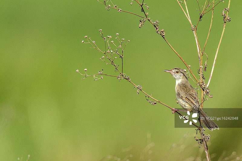 普里尼亚图片素材