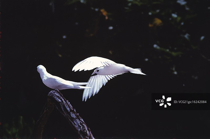 白玄鸥图片素材