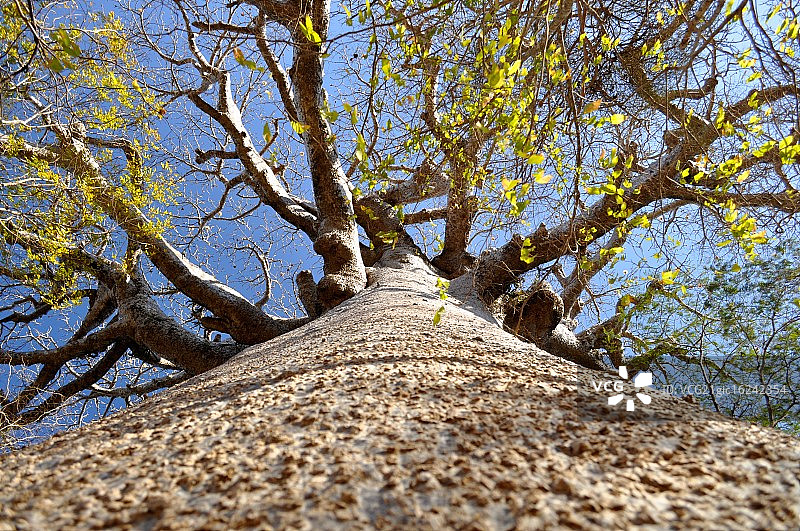 猴面包树树皮图片素材