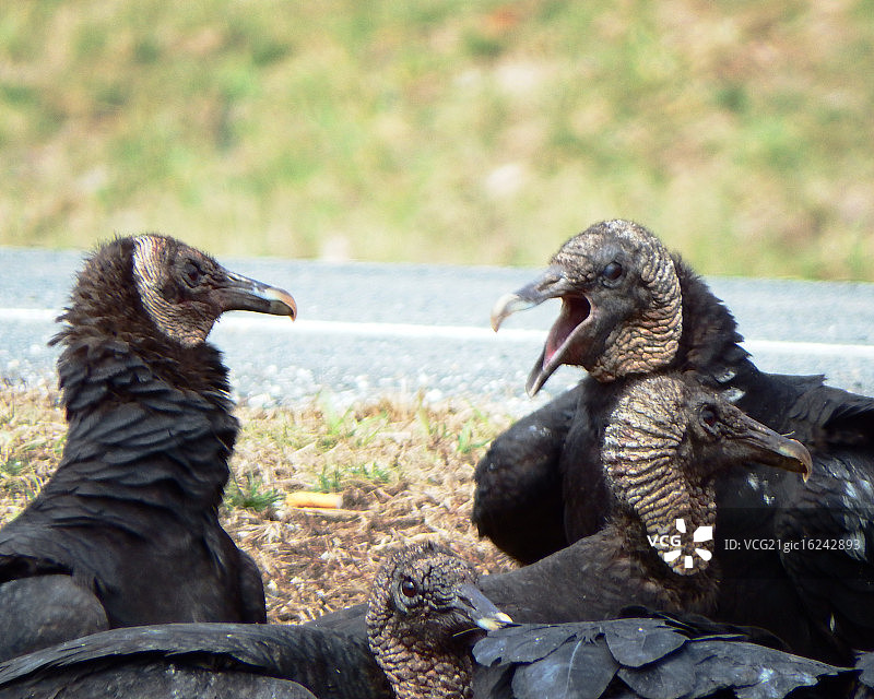 红头美洲鹫图片素材