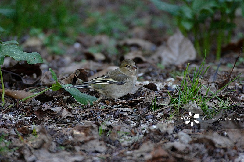 苍头燕雀图片素材